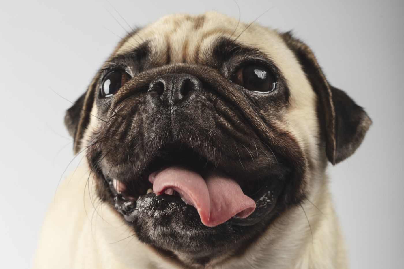 ¿Existe el Síndrome de Down en perros? Mitos y realidades sobre esta condición