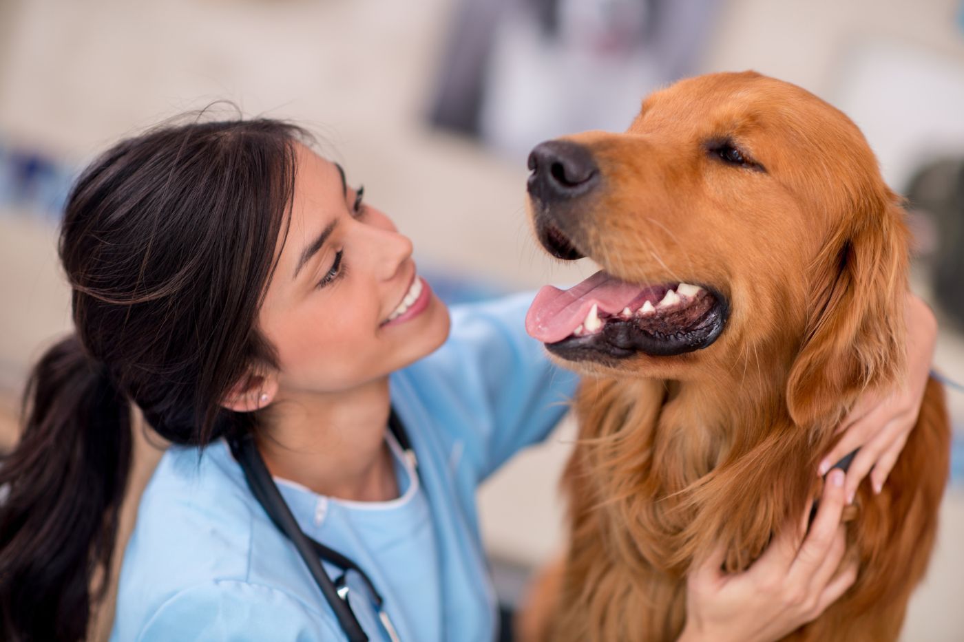 Enfermedades comunes en perros: guía completa