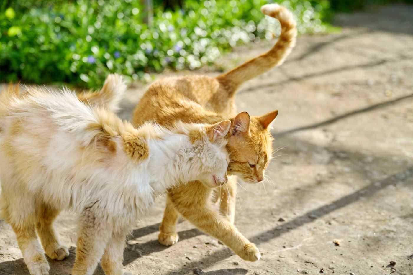 Cómo identificar y eliminar la tiña en gatos