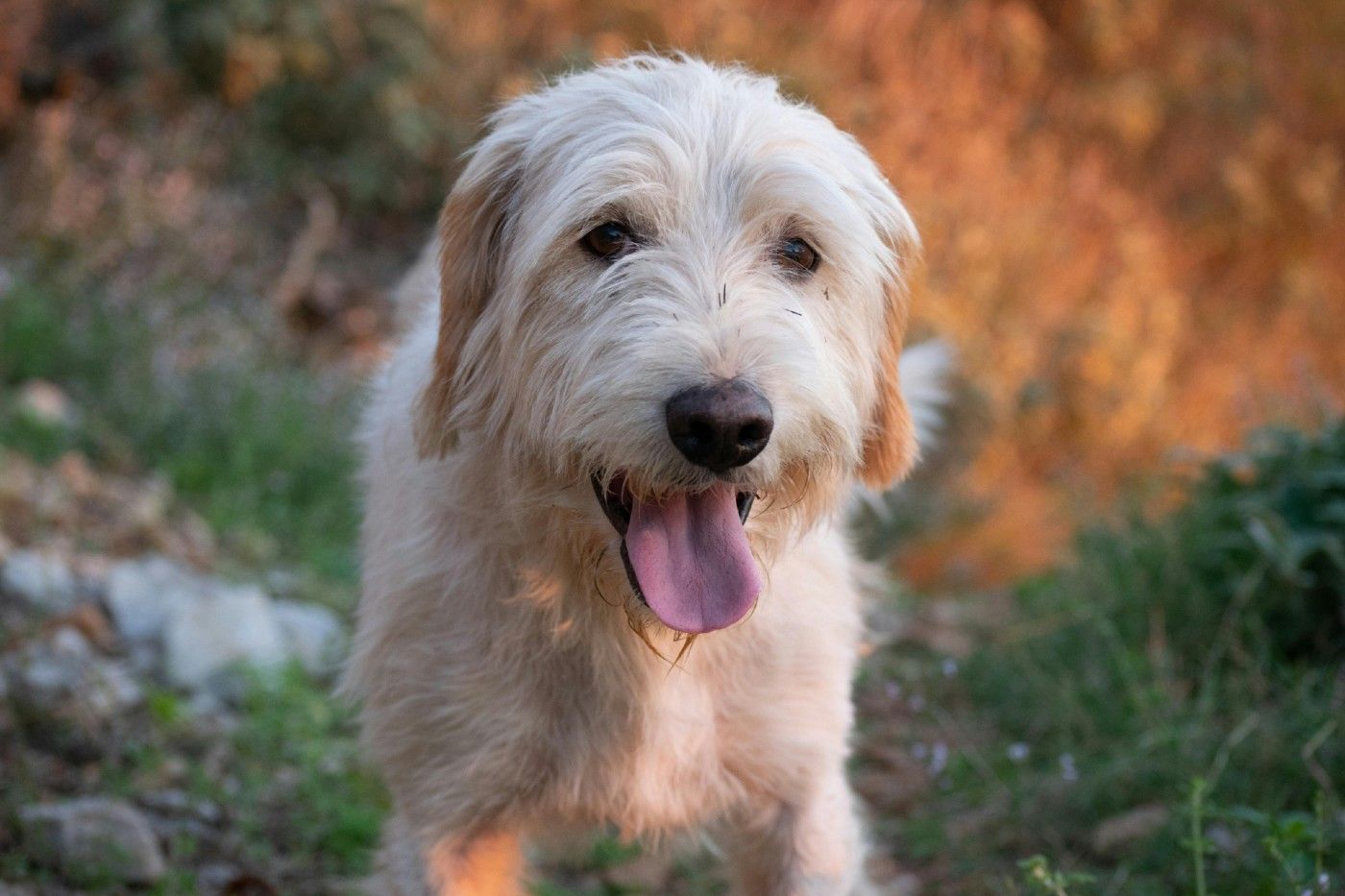 ¿Qué es la tos de la perrera y cómo proteger a tu perro?