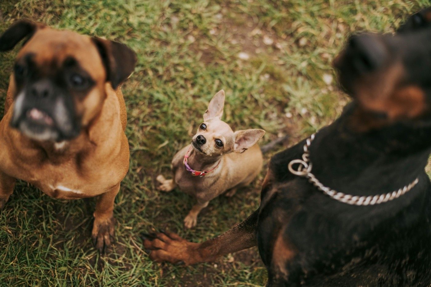 El signo más característico es una tos en el perro seca, ronca y repetitiva