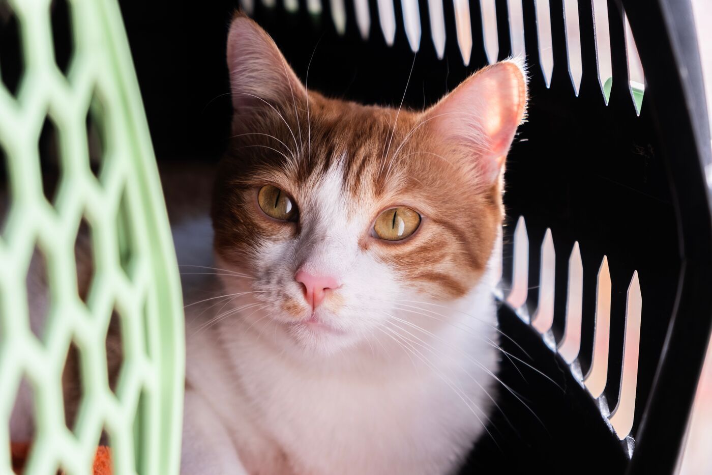 Gato dentro de un transportín homologado para viajar seguro en coche durante un desplazamiento en verano.