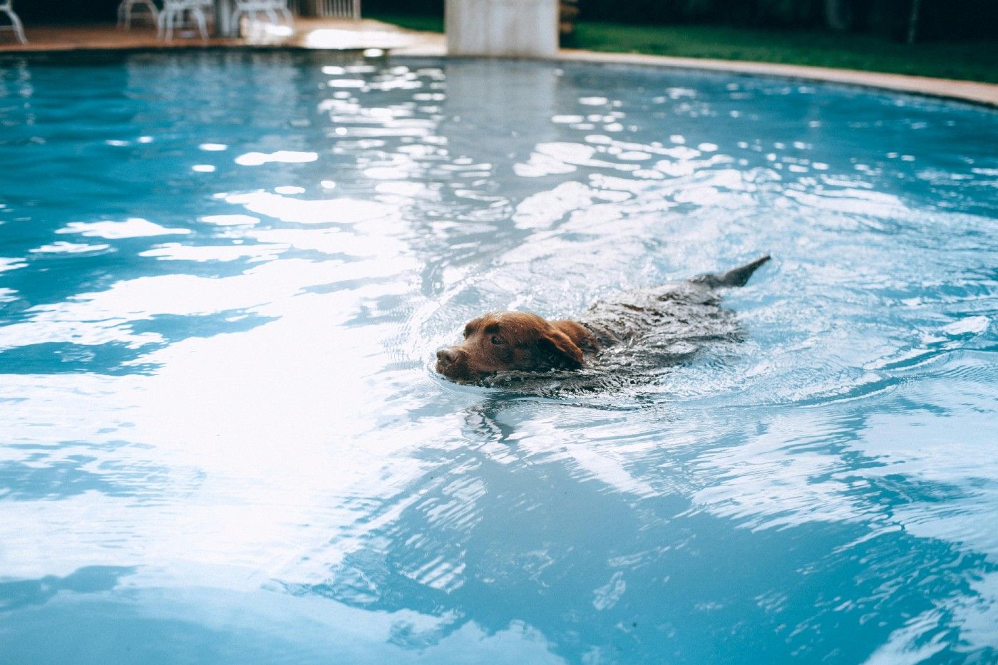 La natación canina o la fisioterapia acuática son excelentes opciones si tienes acceso a un centro especializado