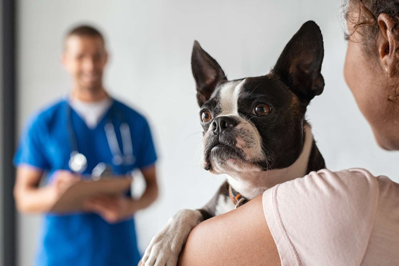¿Cuándo vacunar a un perro?