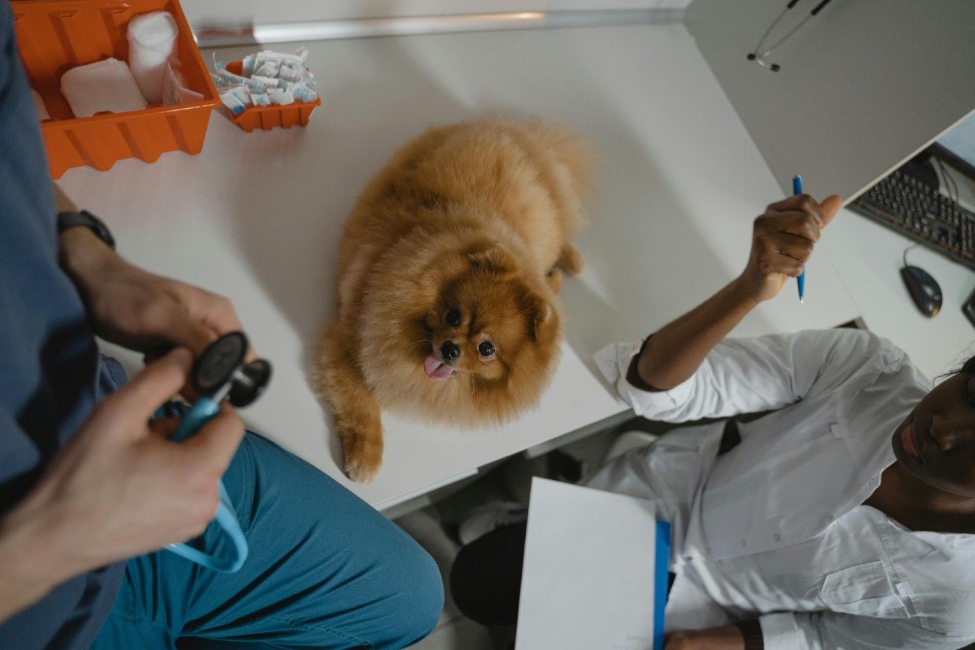 VMX 2026 (Orlando): las innovaciones veterinarias que van a impactar en perros y gatos (aunque vivas en España)