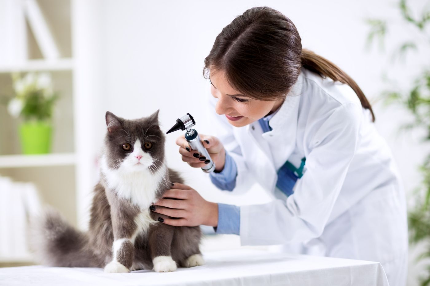 🏥 Mejores veterinarios en Madrid