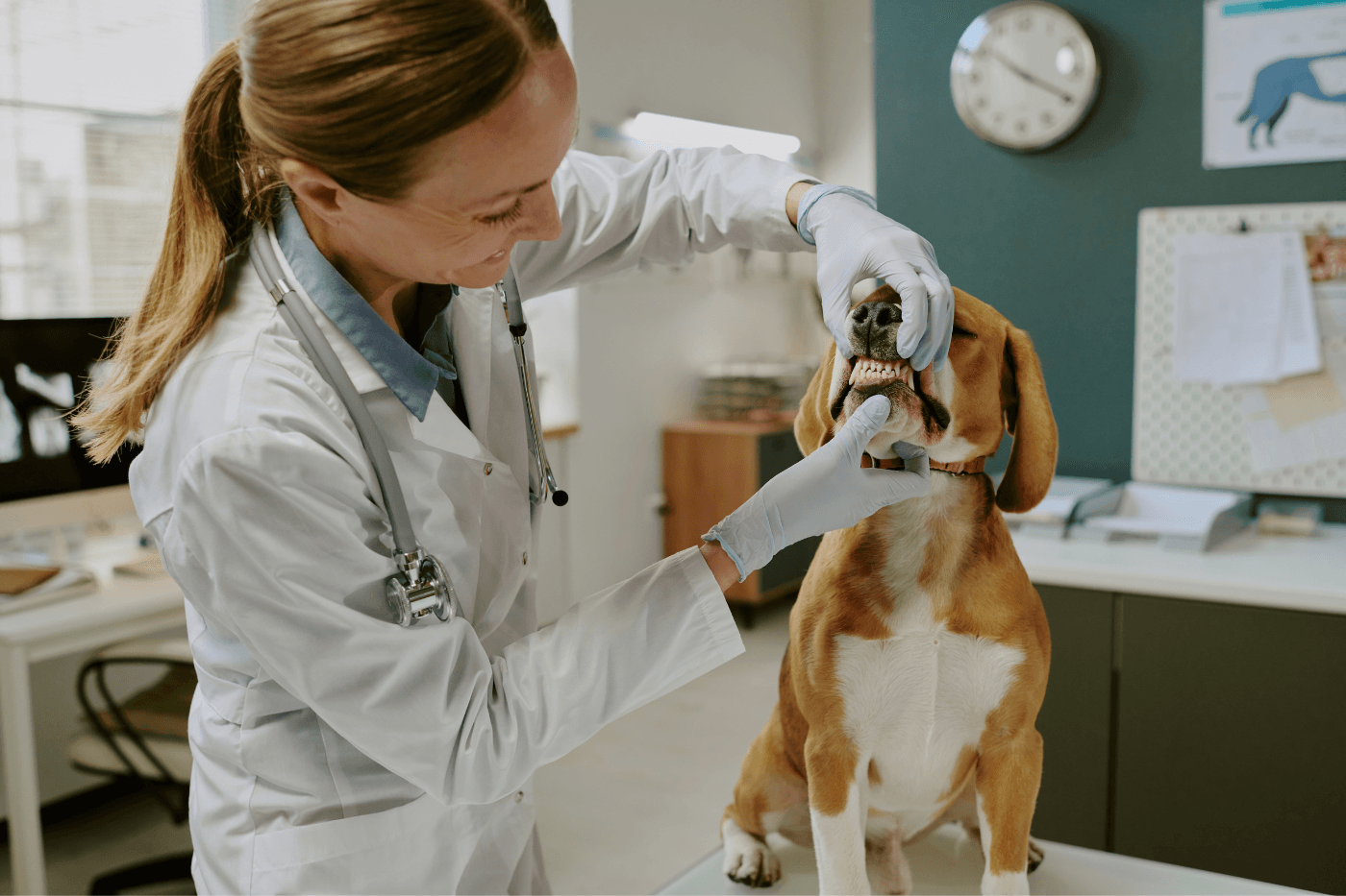 Mejores veterinarios en Barcelona: clínicas y hospitales 24h más valorados