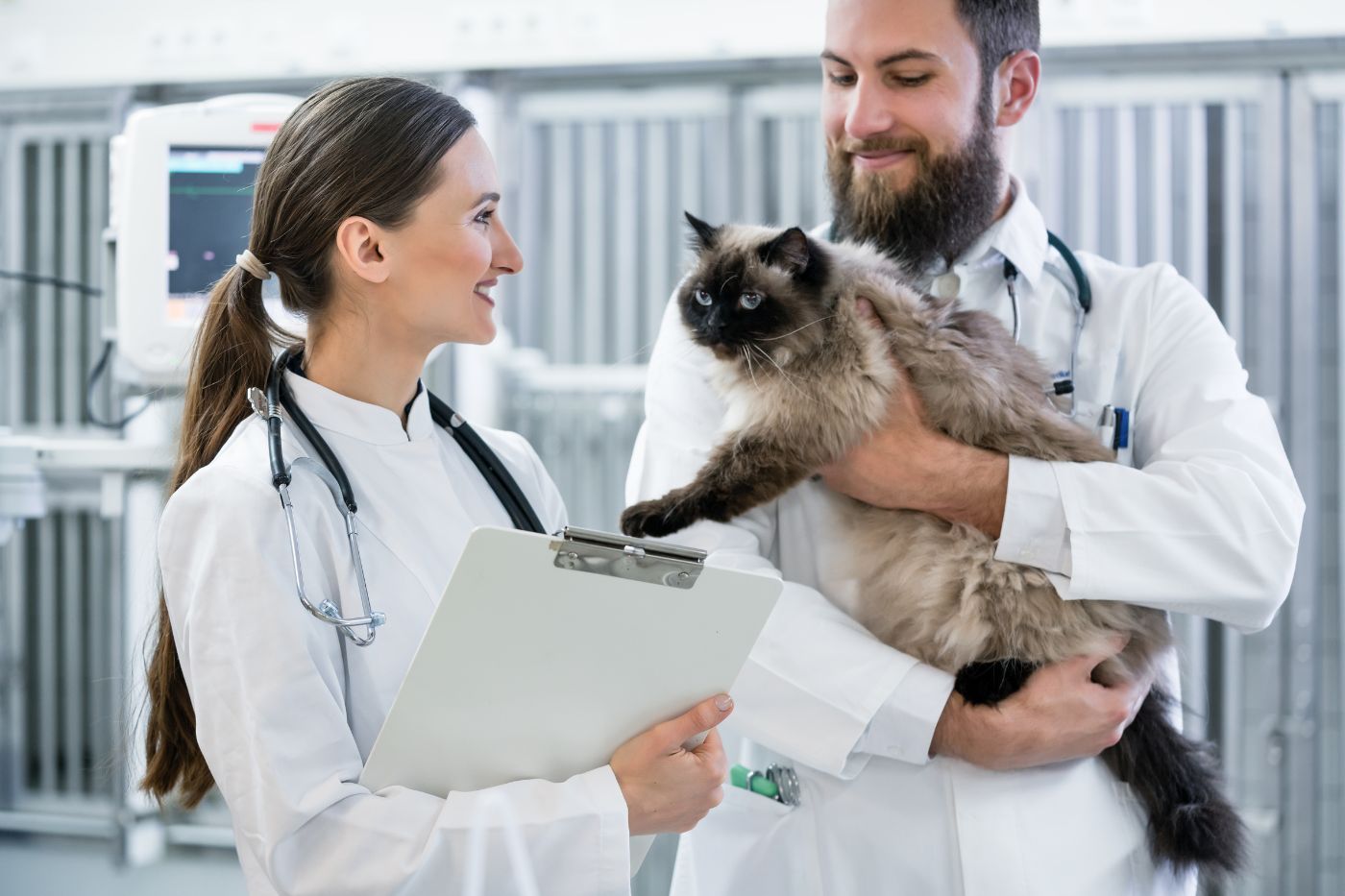 Veterinario y veterinaria atienden a gato en su clínica