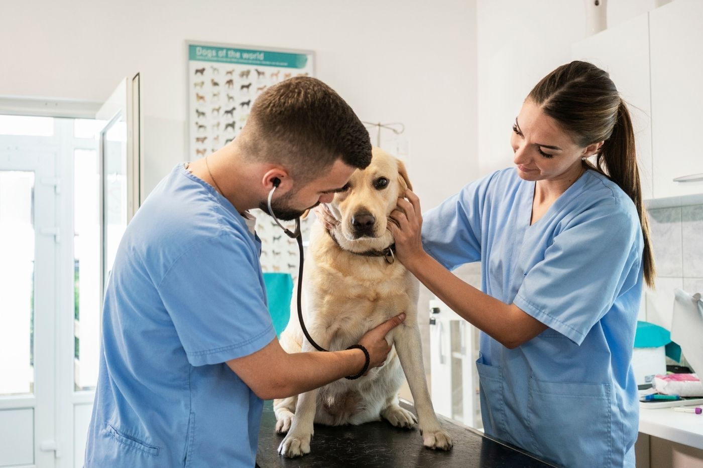 Veterinario y veterinaria auscultando a perro