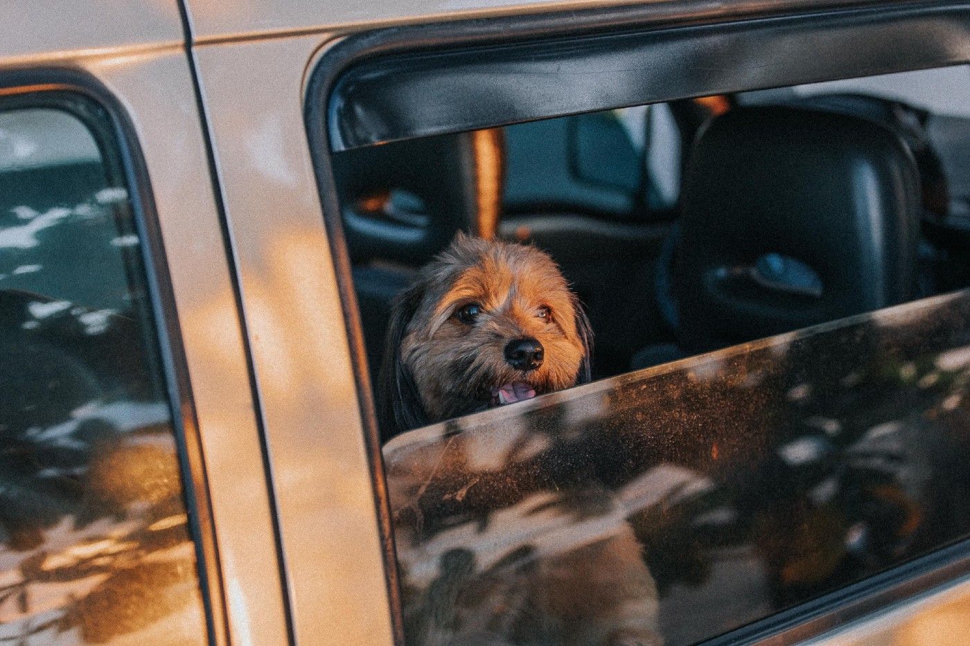 Viajar con tu perro o gato en coche este verano: guía completa para hacerlo de forma segura