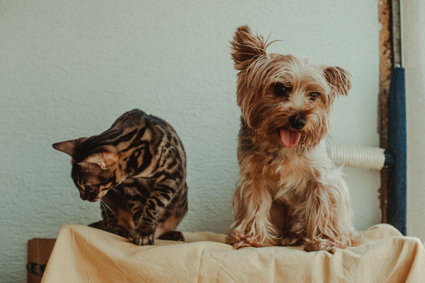 Gato bengalí y Yorkshire Terrier