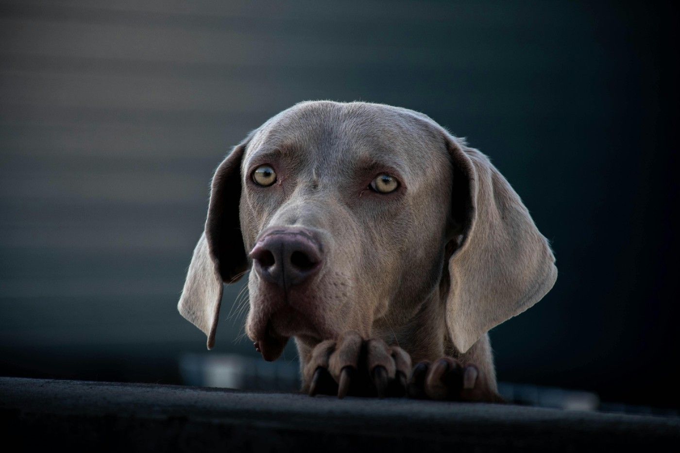 Braco de Weimar: carácter, salud y cuidados del elegante perro Weimaraner